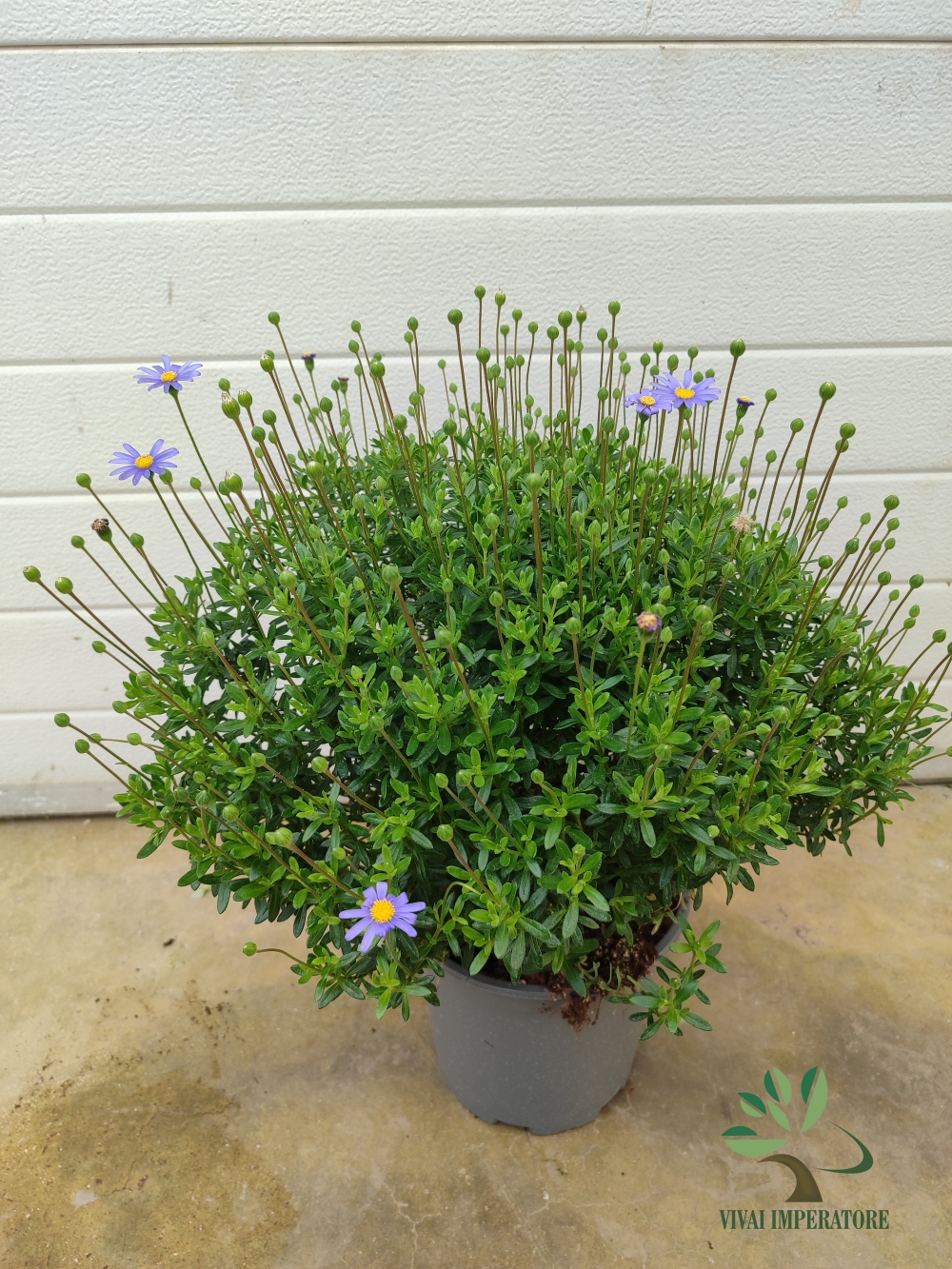 AGATEA V19